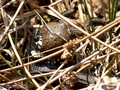 Erdkröte (Bufo bufo) als Beute der Ringelnatter (Natrix natrix) - DE (HH)