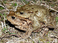 Erdkröte (Bufo bufo), Paar im Amplexus (Umklammerung) - DE (HH)