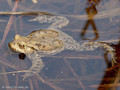 Erdkröte (Bufo bufo) - DE (HH)