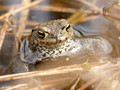 Erdkröte (Bufo bufo) - DE (HH)