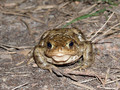 Erdkröte (Bufo bufo) - DE (HH)