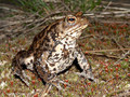 Erdkröte (Bufo bufo) - DE (HH)