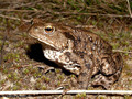 Erdkröte (Bufo bufo) - DE (HH)