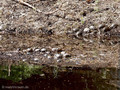 Europäische Sumpfschildkröte (Emys orbicularis lanzai) - FR (Korsika, Balagne)