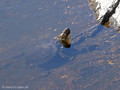 Europäische Sumpfschildkröte (Emys orbicularis lanzai) - FR (Korsika, Balagne)