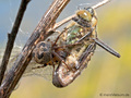 Schilfradspinne (Larinioides cornutus), Weibchen mit erbeuteter Falkenlibelle (Corduliidae) - DE (MV)