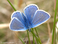 Hauhechel-Bläuling (Polyommatus icarus), Männchen - DE (SH)