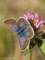 Hauhechel-Bläuling (Polyommatus icarus), Weibchen - DE (MV)