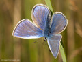 Hauhechel-Bläuling (Polyommatus icarus), Männchen - DE (SH)