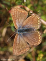 Hauhechel-Bläuling (Polyommatus icarus), Weibchen - DE (MV)