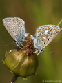 Hauhechel-Bläuling (Polyommatus icarus), Kopula - DE (HH)