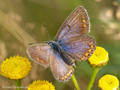 Hauhechel-Bläuling (Polyommatus icarus), Weibchen - DE (SH)