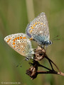 Hauhechel-Bläuling (Polyommatus icarus), Kopula - DE (MV)
