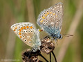 Hauhechel-Bläuling (Polyommatus icarus), Kopula - DE (MV)
