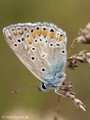 Hauhechel-Bläuling (Polyommatus icarus), Männchen - DE (MV)