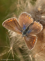 Hauhechel-Bläuling (Polyommatus icarus), Weibchen - DE (MV)