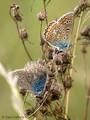 Hauhechel-Bläuling (Polyommatus icarus), Balz - DE (MV)
