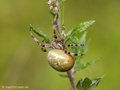 Vierfleckkreuzspinne (Araneus quadratus), Weibchen - DE (MV)