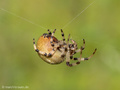 Vierfleckkreuzspinne (Araneus quadratus), Weibchen - DE (MV)