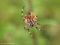 Vierfleckkreuzspinne (Araneus quadratus), Weibchen - DE (MV)
