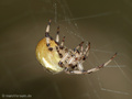 Vierfleckkreuzspinne (Araneus quadratus), Weibchen - DE (HH)