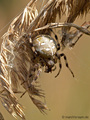 Vierfleckkreuzspinne (Araneus quadratus), Weibchen - DE (MV)