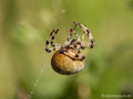 Vierfleckkreuzspinne (Araneus quadratus), Weibchen - DE (MV)