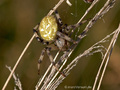 Vierfleckkreuzspinne (Araneus quadratus), Weibchen - DE (SH)