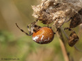Vierfleckkreuzspinne (Araneus quadratus), Weibchen - DE (MV)
