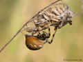 Vierfleckkreuzspinne (Araneus quadratus), Weibchen - DE (SH)
