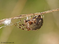 Marmorierte Kreuzspinne (Araneus marmoreus), Weibchen - DE (MV)