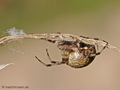 Marmorierte Kreuzspinne (Araneus marmoreus), Weibchen - DE (MV)