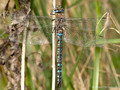 Herbst-Mosaikjungfer (Aeshna mixta), Männchen - DE (MV)
