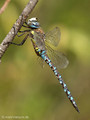 Herbst-Mosaikjungfer (Aeshna mixta), Männchen - DE (MV)