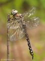 Herbst-Mosaikjungfer (Aeshna mixta), altes Weibchen - DE (HH)