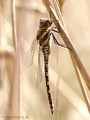 Herbst-Mosaikjungfer (Aeshna mixta), junges Männchen - DE (SH)