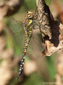 Herbst-Mosaikjungfer (Aeshna mixta), Weibchen - DE (SH)