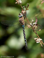 Herbst-Mosaikjungfer (Aeshna mixta), Männchen - DE (MV)