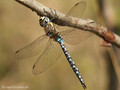 Herbst-Mosaikjungfer (Aeshna mixta), Männchen - DE (MV)