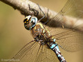 Herbst-Mosaikjungfer (Aeshna mixta), Männchen - DE (MV)
