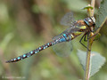 Herbst-Mosaikjungfer (Aeshna mixta), Männchen - DE (HH)