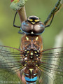 Herbst-Mosaikjungfer (Aeshna mixta), Männchen - DE (HH)