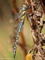 Herbst-Mosaikjungfer (Aeshna mixta), Männchen - DE (MV)