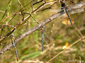 Herbst-Mosaikjungfer (Aeshna mixta), drei Männchen - DE (MV)