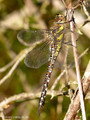 Herbst-Mosaikjungfer (Aeshna mixta), Weibchen - DE (MV)