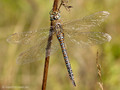 Herbst-Mosaikjungfer (Aeshna mixta), Weibchen, blaue Farbvariante - DE (MV)