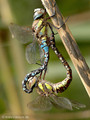 Herbst-Mosaikjungfer (Aeshna mixta), Paarungsrad - DE (MV)