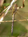 Herbst-Mosaikjungfer (Aeshna mixta), Weibchen - DE (MV)