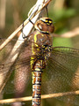 Herbst-Mosaikjungfer (Aeshna mixta), Weibchen - DE (MV)