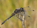 Schwarze Heidelibelle (Sympetrum danae), Männchen - DE (HH)